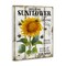 Stupell Industries Organic Sunflower Farm Canvas Wall Art Design by Creatif Belle